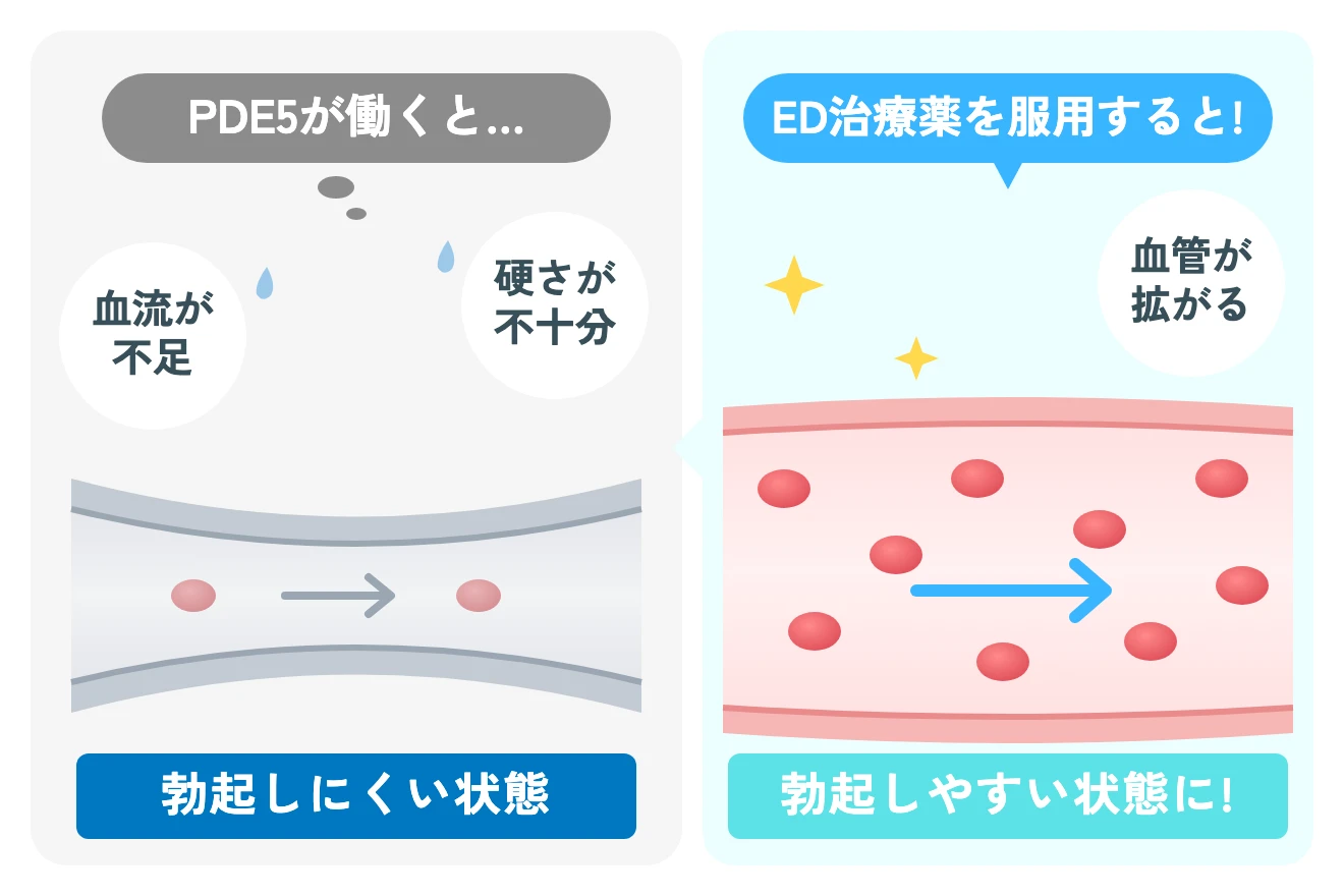 PDE5が働くと… 血流が不足 硬さが不十分 勃起しにくい状態・ED治療薬を服用すると! 血管が拡がる 勃起しやすい状態に!