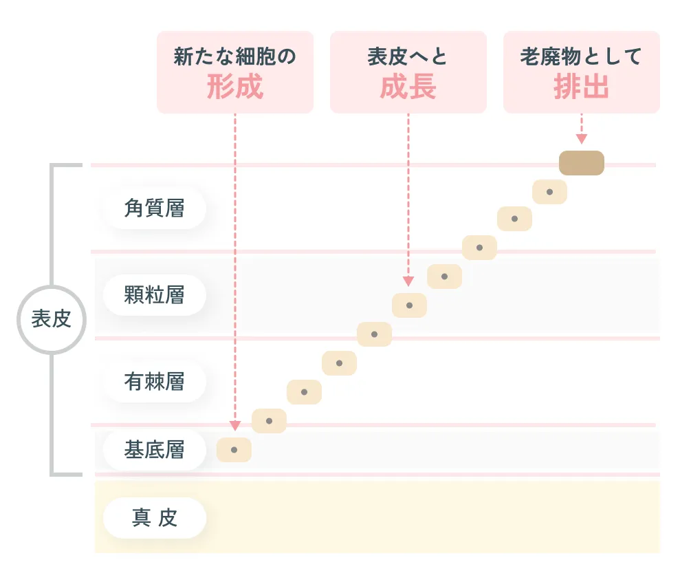 肌の生まれ変わるサイクル(ターンオーバー)の推移